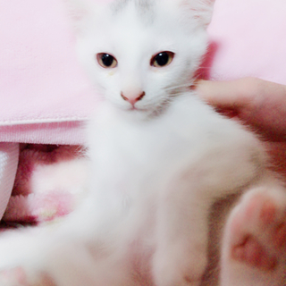 白い子猫ちゃん