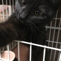 すごく美人な黒猫女子！