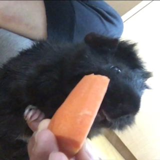 モルモット里親募集中！