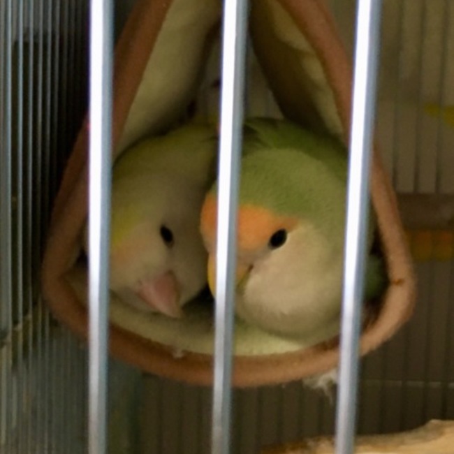 ともみ61112のカバー写真