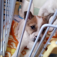 後藤　リッキー