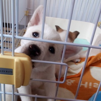 後藤　げんのすけ