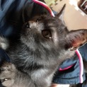 親子猫の息子君✴︎蘭丸
