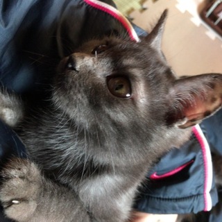 親子猫の息子君✴︎蘭丸