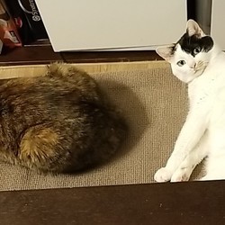 猫も感情があります