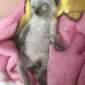 ビアンカちゃん