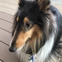 大型犬、里親さん募集