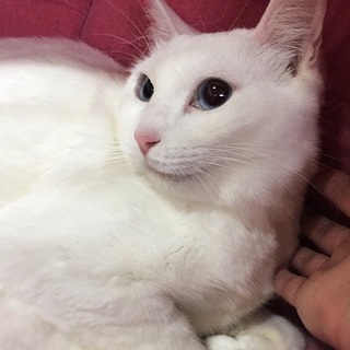 真っ白・青い瞳☆ダムドちゃん