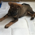 保健所からレスキューした子犬　赤
