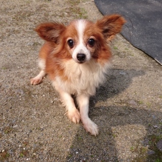 美人なパピヨンの女の子