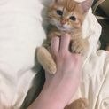 甘えん坊のキレカワトラネコちゃん♡