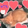 ちゃこし