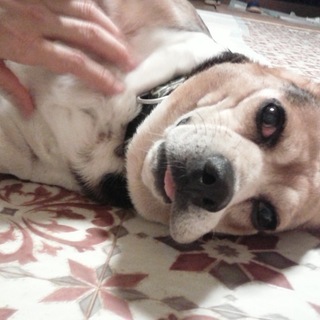 ビーグル　5歳　女の子