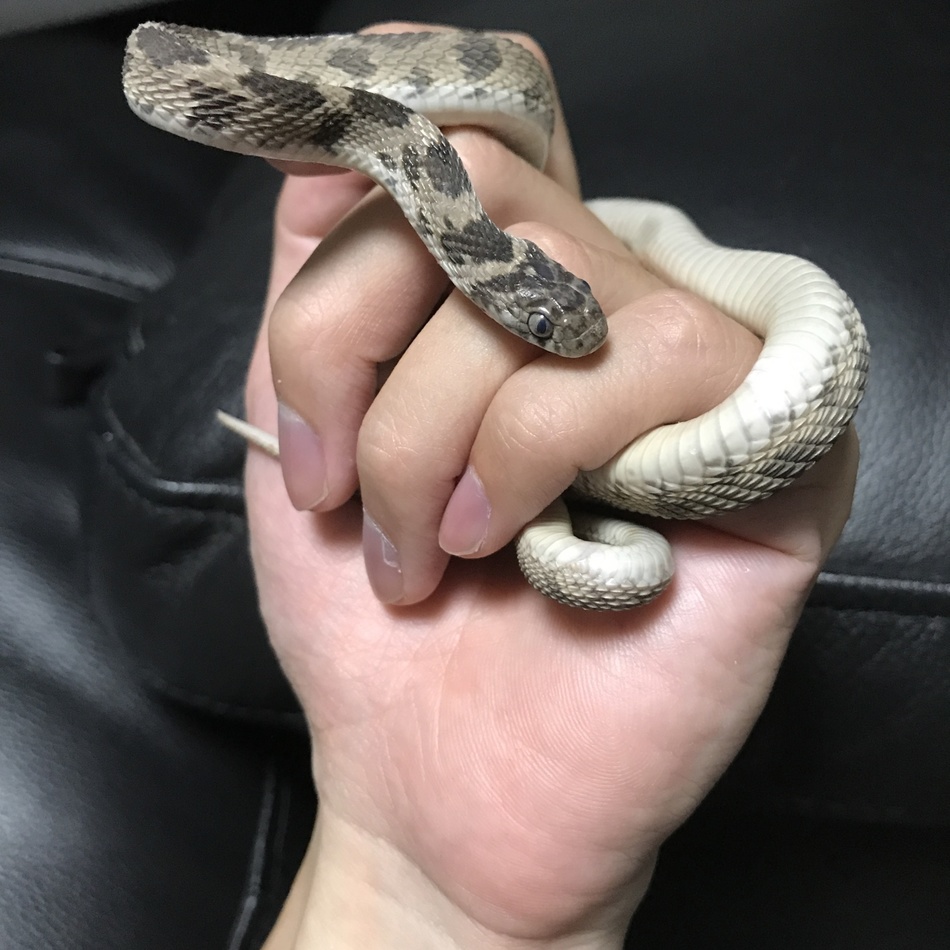 モアレ ヘビ ペットのおうち 月間利用者150万人