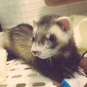 ありがとうございました。