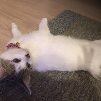 みやこ