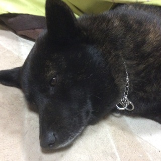 甲斐犬メス5歳の里親さん募集