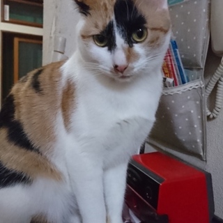 ずっとのおうち探しています！