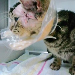 「過去の闘病記憶とオバサンの呟き(＊注意画像ｱﾘ）」サムネイル2