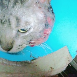 「過去の闘病記憶とオバサンの呟き(＊注意画像ｱﾘ）」サムネイル3