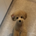 里親様決まりました。有難うございました。