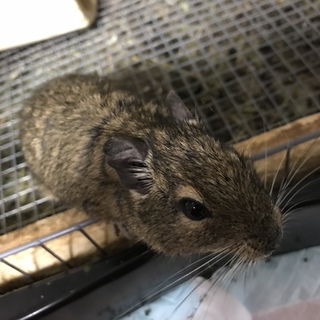 デグーアグーチ オス2歳