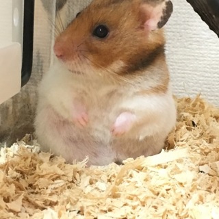 急募…ゴールデンハムスター