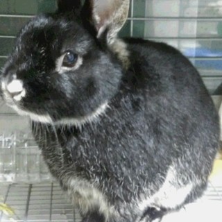 【急募】里親になって下さる方を探しています。