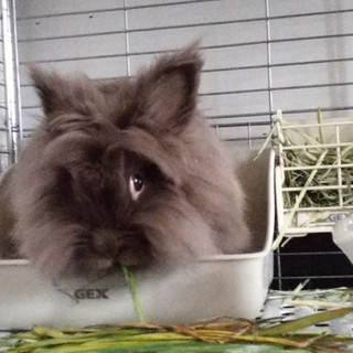 保護うさぎ ムンチちゃん