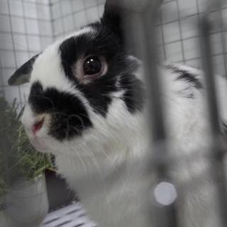 保護うさぎ マーチくん