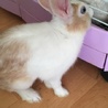 ミニウサギ サムネイル2