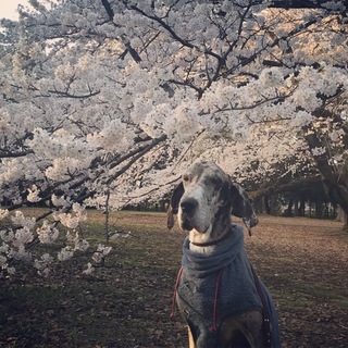 里親募集 推定1-2歳 グレートデーン メス