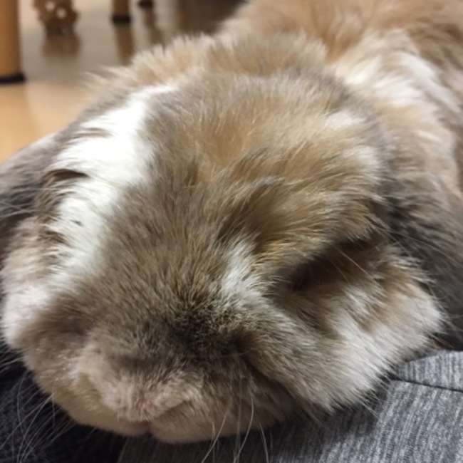 ゆにぃのカバー写真