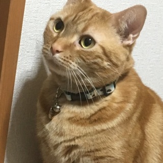 大切にして頂ける方探しています。