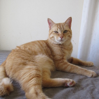 動画あり震災猫みんな大好き世話焼ききんちゃん