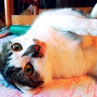 まお ちゃん 　　１～２歳くらいの女の子