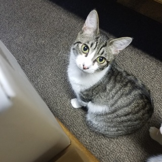 再募集のにぃにぃです