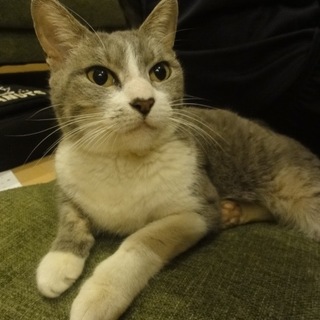 ひざに乗ってすりすり。優しい女の子です。