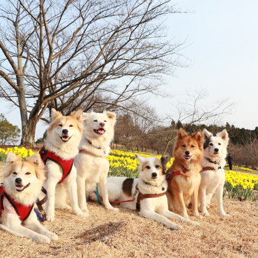 春が来た！里親募集中の郁と舞(向かって左端の2頭)にも、この春こそ家族が出来ますように…☆