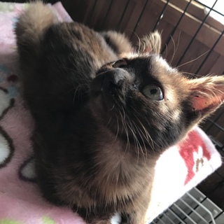 こげ茶色の子猫 推定5ヶ月位