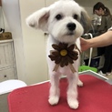 チャイニーズクレステッドドック子犬