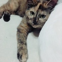 ブサ可愛(๑>◡<๑)サビ猫 オリちゃん