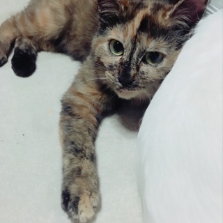 ブサ可愛(๑>◡<๑)サビ猫 オリちゃん
