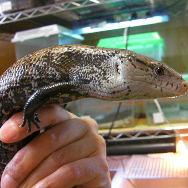 ゆぱさんのカバー写真