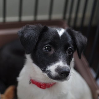 ５つ子の子犬①