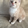 子猫の里親さん探しています。 サムネイル2