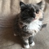 子猫の里親さん探しています。 サムネイル3