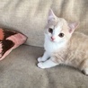 子猫の里親さん探しています。 サムネイル4