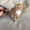 子猫の里親さん探しています。 サムネイル6