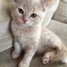 子猫の里親さん探しています。 サムネイル7